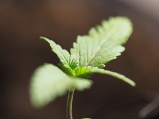 plant cannabis farm plantation medical marijuana hemp