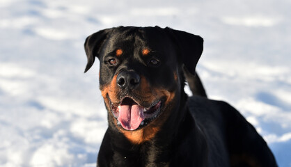 a strong rottweiler in the snow