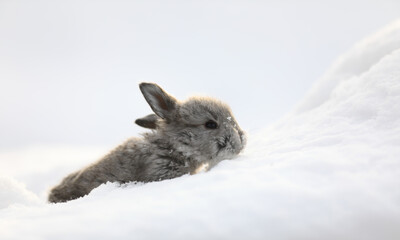 little gray bunny in winter
