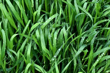 Green spring grass covered with raindrops. Spring background. Green background.