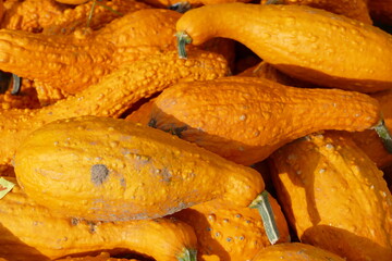 Kleine längliche gelbe Kürbisse