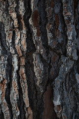 Corteza de árbol, textura, fondo