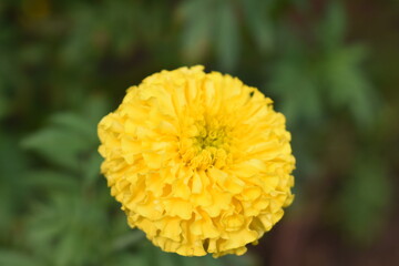 Marigold flower farm with beautiful bloom in Pune