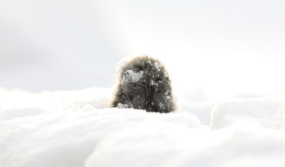 Groundhog Day, groundhog puppy in the snow, little woodchuck