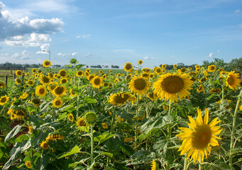 Obraz premium Sunflowers field in the state of Mato Grosso do Sul, Brazil