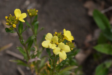 Fototapeta premium Yellow Wallflower