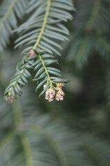 Dwarf Plum yew