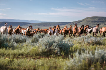 herd of horses galloping in Montaana