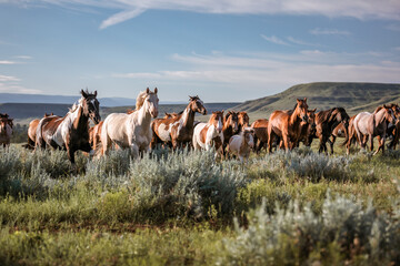 galloping horse herd in Montana - obrazy, fototapety, plakaty
