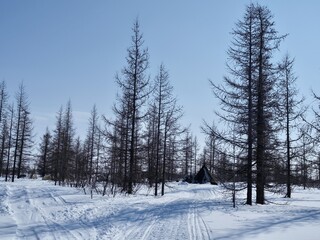 Beautiful house in the forest of the peoples of the North. Sami Sweden