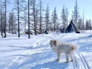 Beautiful white dog and house in the forest of the peoples of the North. Sami Sweden