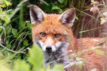 Fox in the Grass, Kent, UK