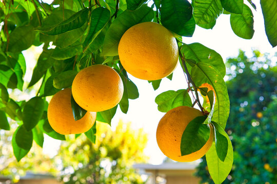 Grapefruit on the tree