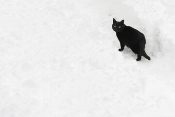 a black cat walks along a snowy path. everything is snow covered and clean