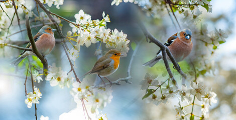 Red Robin (Erithacus rubecula) and Chaffinch (Fringilla coelebs)birds close up in a forest