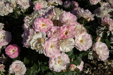 Floral. Roses blossom in the garden. Closeup view of beautiful Rosa Charles Aznavour flower cluster of light pink and white petals, spring blooming in the park.