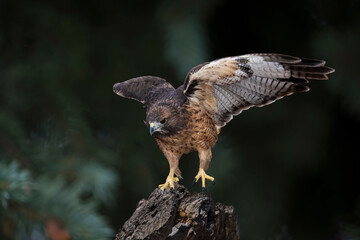 Red-tailed Hawk (Buteo jamaicensis) Cleared for Takeoff