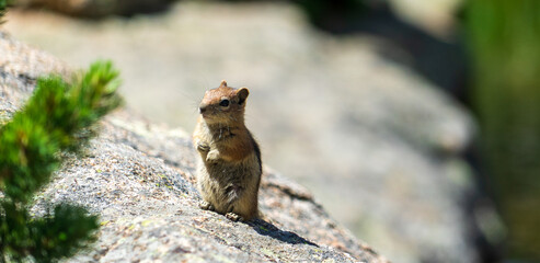 Chipmunk