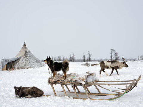 Ethnography. National dwellings of the peoples of the North. Pets deer