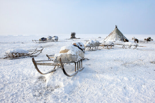 Ethnography. National dwellings of the peoples of the North. Pets deer and dogs. Arctic tundra