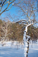 snow covered trees in the park