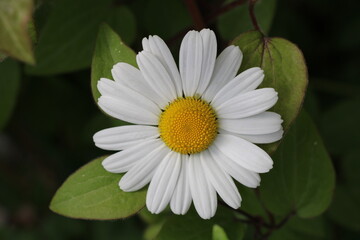 Blossom of ox-eye daisy (Leucanthemum vulgare, Margerite)