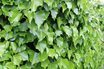 Fototapeta na wymiar Ivy, new leaves