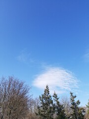Obraz premium trees and sky