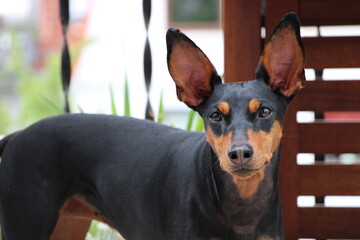 Deutscher Pinscher (German Pinscher)