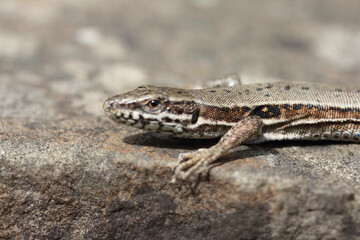 Podarcis muralis (Podarcis muralis)