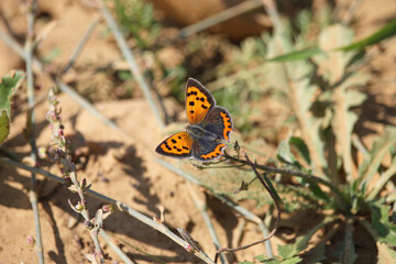 The small copper (Lycaena phlaeas) or common copper, is a butterfly of the Lycaenids or gossamer-winged butterfly family.