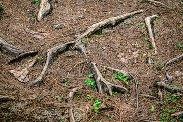 pine roots at ground level and wild sprouts