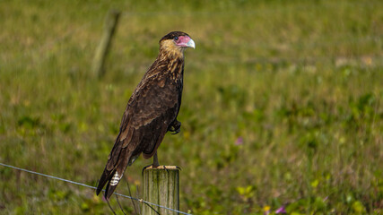 red tailed hawk