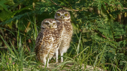great horned owl