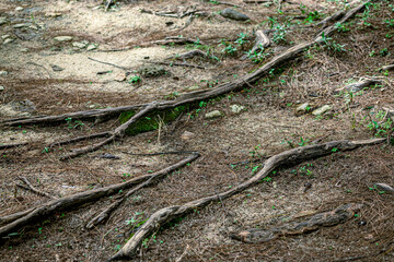 pine roots at ground level and wild sprouts