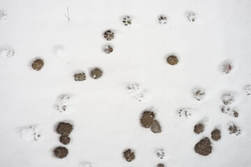 White snow with cat paw prints