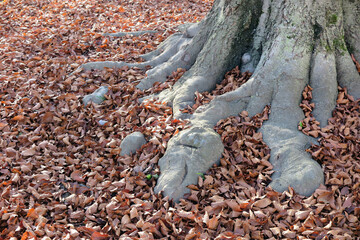Am Fuß der alten Buche - at the foot of the old beech tree