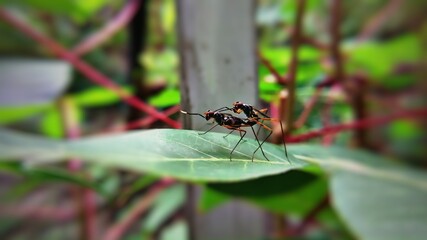 dragonfly on a leaf with macro background.