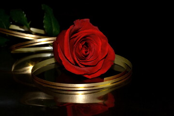 The studio red rose with golden ribbon on black background. Copy-space. Valentine's Day background