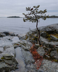 Lonely pine tree on a rock against the backdrop of Lake Ladoga and islands in autumn