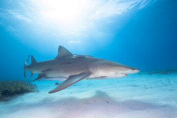 Obraz na płótnie Canvas Lemon Shark swimming in clear waters of Bahamas
