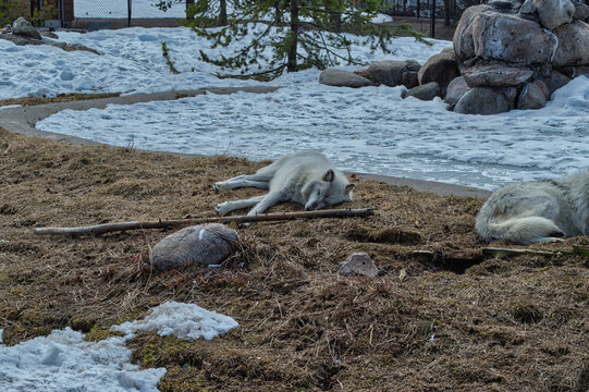 White wolf lying on the ground in a zoo