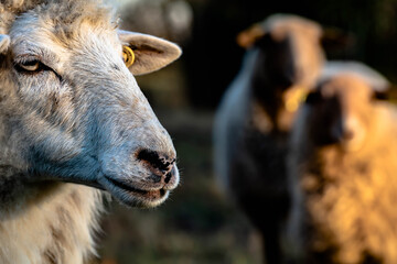 Schaf auf Weide
