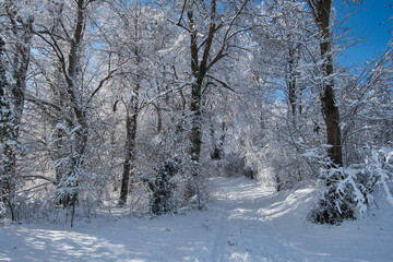 Sonniger Wintertag oberhalb von Ettenheim in der Ortenau