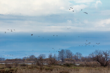 various birds that fly to the wetland in Kalochori, Greece