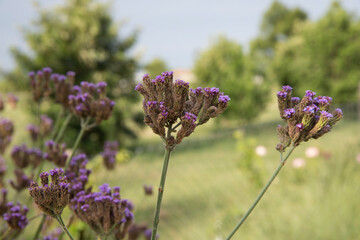 Spring flowers. Closeup view of Verbena bonariensis, also known as purpletop, long stems and purple flowers, blooming in the garden.