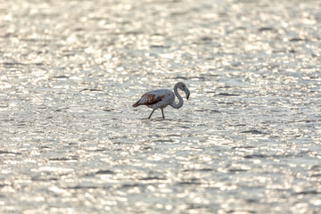 Flamingo standing in water of lagoon Kalochori.