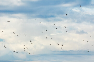 various birds that fly to the wetland in Kalochori, Greece