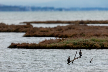 The cormorant (Phalacrocorax carbo), in the lagoon Kalochori in northern Greece
