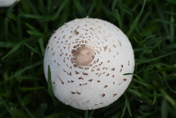 top of mushroom in green grass